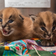 Illustration for article titled So Many Kittens at the Oregon Zoo!